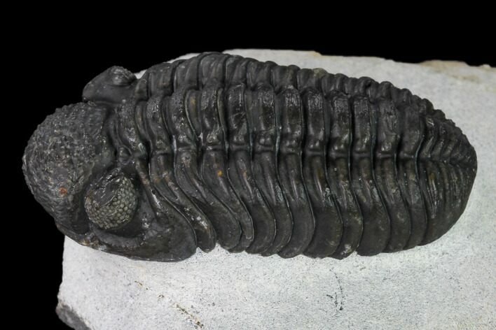 Adrisiops Weugi Trilobite - Recently Described Phacopid #165902
